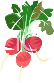 Radish Clipart