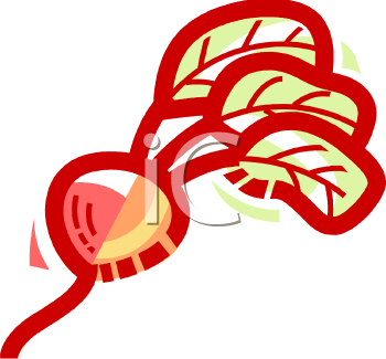 Radish Clipart
