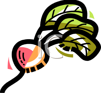 Radish Clipart