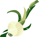 Onion Clipart