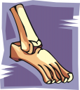 Anatomy Clipart