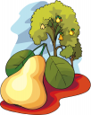 Pear Clipart