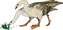 Geese Clipart