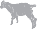 Mammal Clipart