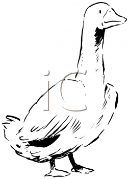 Geese Clipart
