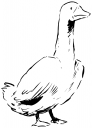 Geese Clipart