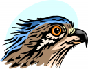 Eagle Clipart