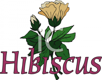 Hibiscus Clipart