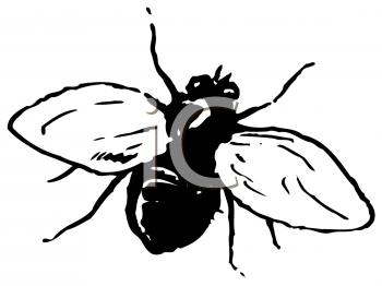 Bug Clipart