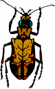 Bug Clipart