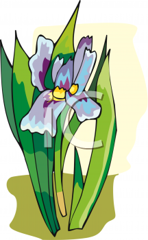 Iris Clipart