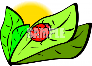 Bug Clipart