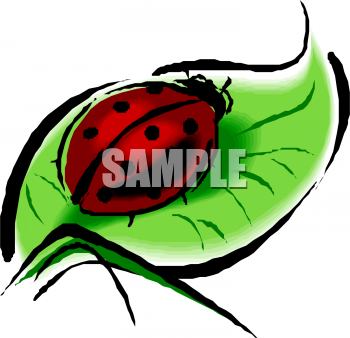Bug Clipart