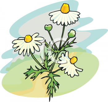 Daisy Clipart