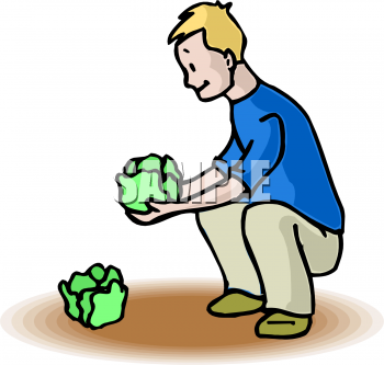Lettuce Clipart