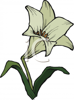 Lily Clipart