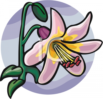 Lily Clipart