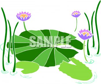 Lily Clipart