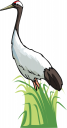 Grass Clipart