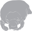 Mammal Clipart