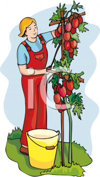 Harvest Clipart