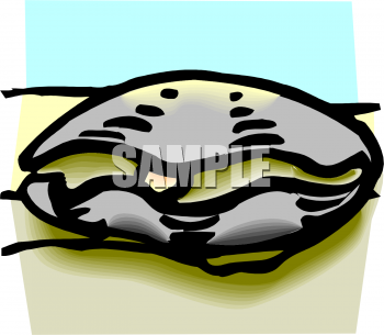 Clam Clipart