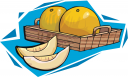 Melon Clipart