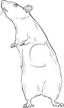 Mammal Clipart