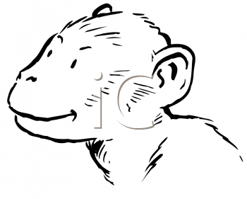 Chimpanzee Clipart