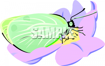 Bug Clipart