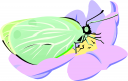 Bug Clipart
