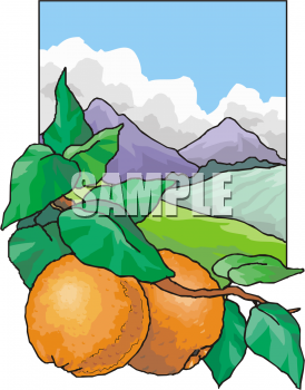 Orange Clipart