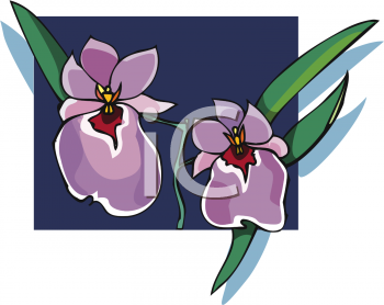 Orchid Clipart