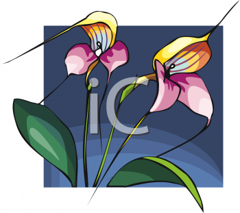 Orchid Clipart