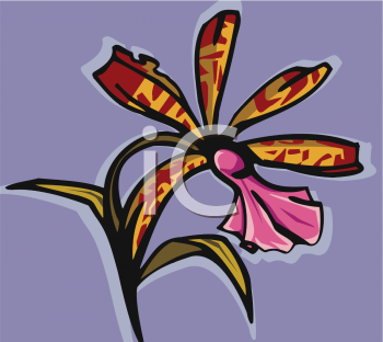 Orchid Clipart