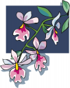 Orchid Clipart