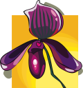 Orchid Clipart