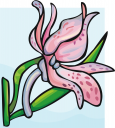 Orchid Clipart