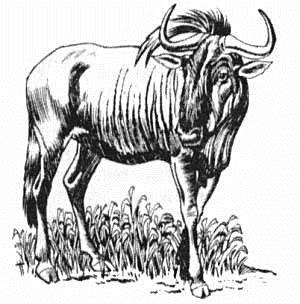 Free Gnu Clipart
