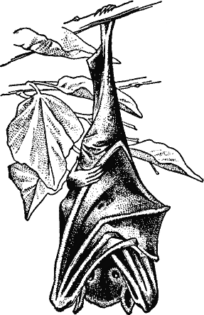 Free Bat Clipart