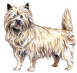 Free C Clipart