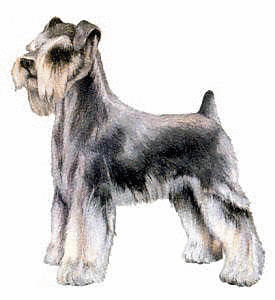 Free S Clipart