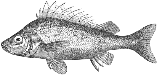 Free Fish Clipart