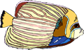 Free Angelfish Clipart