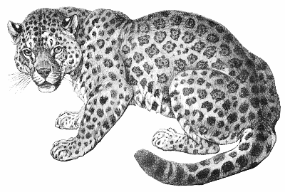 Free Jaguar Clipart