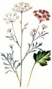 Free Herb Clipart