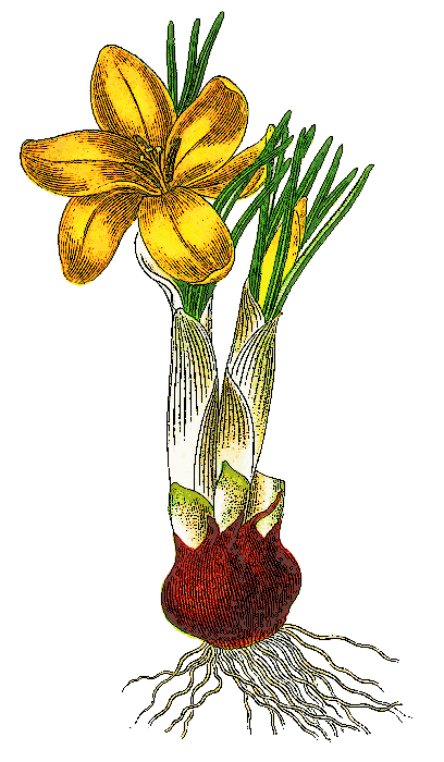 Free Crocus Clipart