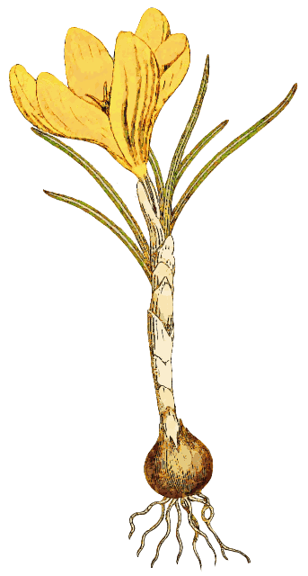 Free Crocus Clipart