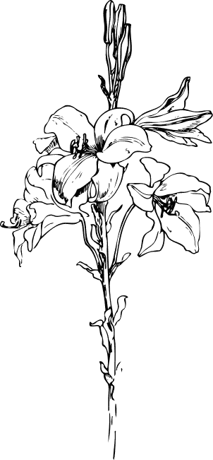 Search Terms black and white blossom bw coloring pages flower lilies 