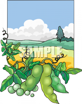 Peas Clipart